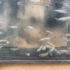 草餅　メダカ　めだかの画像