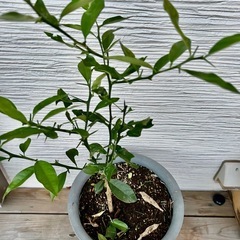 金柑　５年生苗　植木鉢セット！！の画像