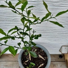 金柑　５年生苗　植木鉢セット！！の画像