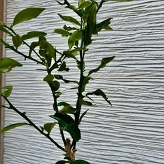 金柑　５年生苗　植木鉢セット！！の画像