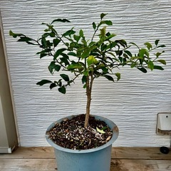 　金柑苗　六年生   植木鉢セット！　  の画像