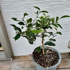 　金柑苗　六年生   植木鉢セット！　  の画像