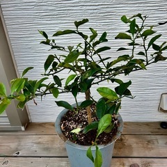 　金柑苗　六年生   植木鉢セット！　  の画像