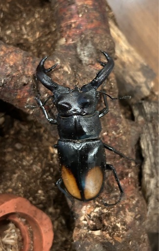 セアカフタマタクワガタ　オス
