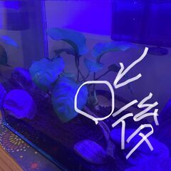 水草 アヌビアス ナナ 切り株 （株分け）の画像