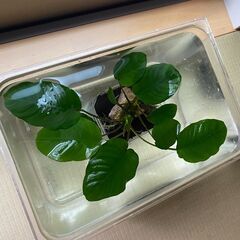 水草 アヌビアス ナナ 切り株 （株分け）の画像
