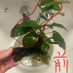 水草 アヌビアス ナナ 切り株 （株分け）の画像