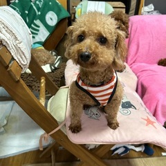 トイプードル男の子