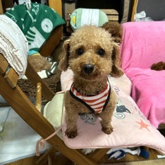 トイプードル男の子 - 犬