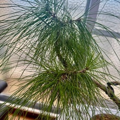琉球松盆栽の画像