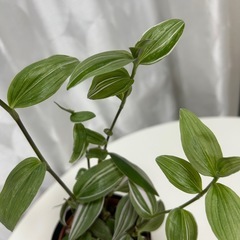 観葉植物　トラディスカンティア　ラベンダー　②　の画像