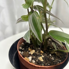 観葉植物　トラディスカンティア　ラベンダー　②　の画像