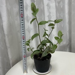 観葉植物　トラディスカンティア　ラベンダー　②　の画像