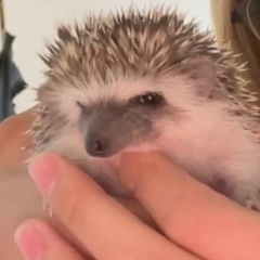 決まりました