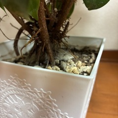 ガジュマルの画像
