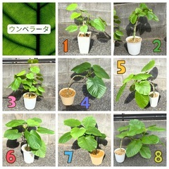 フィカス ウンベラータ❶ 育てやすい 観葉植物 おしゃれ インテリア 稲城市周辺 相談可能の画像
