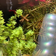 アクアリウム　水草　完全水中葉　スネールなし無農薬の画像