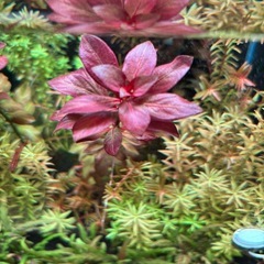 アクアリウム　水草　完全水中葉　スネールなし無農薬の画像