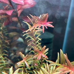 アクアリウム　水草　完全水中葉　スネールなし無農薬の画像