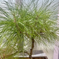 琉球松盆栽の画像