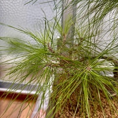 琉球松盆栽の画像