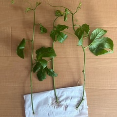 パッションフルーツさし木３本セットの画像