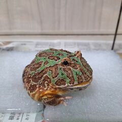 ベルツノガエル　約2歳の画像