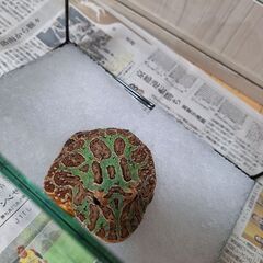 ベルツノガエル　約2歳の画像