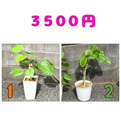 フィカス ウンベラータ❽ 育てやすい 観葉植物 おしゃれ インテリア 稲城市周辺 相談可能の画像
