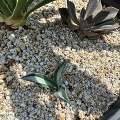 　早い者勝ち　ユッカバリエガータ&華厳の画像