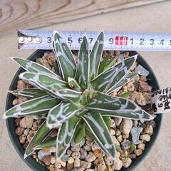 アガベ・笹の雪、ビクトリア レジーナ②の画像