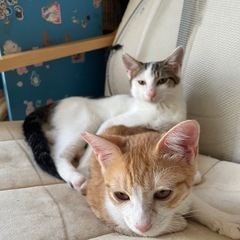 茶白/白黒兄弟　10/11/2025 犬猫クリニックこのは…