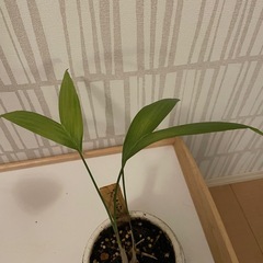 プリチャーディア　観葉植物の画像