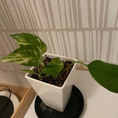 ポトス　観葉植物の画像