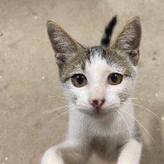 里親様募集 ３～４ヶ月 オス子猫