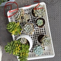 サムネイル