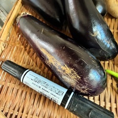 9/28朝どれ無農薬野菜セットの画像