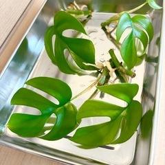 観葉植物【金運UP！】ヒメモンステラ★発根済み苗★4本の画像