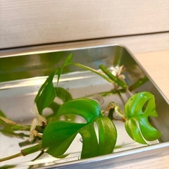 観葉植物【金運UP！】ヒメモンステラ★発根済み苗★4本の画像