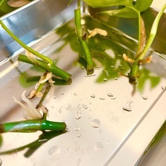 観葉植物【金運UP！】ヒメモンステラ★発根済み苗★4本の画像
