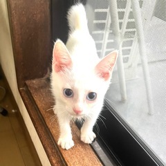 ブルーアイの美猫くんです❤️
