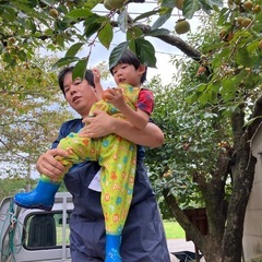 柿が実って来ました。　現地収穫　1,000円/人の画像