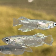 ✨🐟メダカ  エメマリ2ペア🐟✨の画像