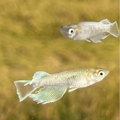 ✨🐟メダカ  エメマリ2ペア🐟✨の画像
