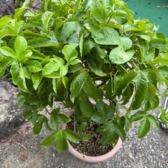 パッションフルーツ　苗　鉢の画像