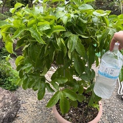 パッションフルーツ　苗　鉢の画像