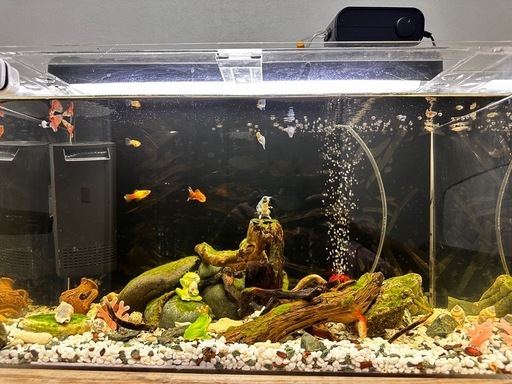 観賞魚用水槽＋台＋観賞魚