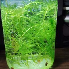 【お取引中】ミナミヌマエビ（稚エビ）20匹、アナカリス、レッドラムズホーン（サイズミックス）5匹の画像