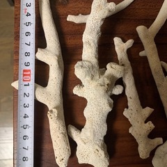 サンゴ(箱込み2.2kg)白いコーラル断片 約40個セットの画像