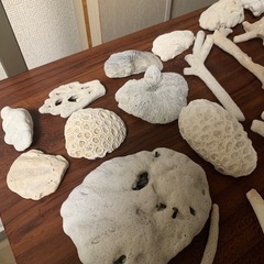 サンゴ(箱込み2.2kg)白いコーラル断片 約40個セットの画像